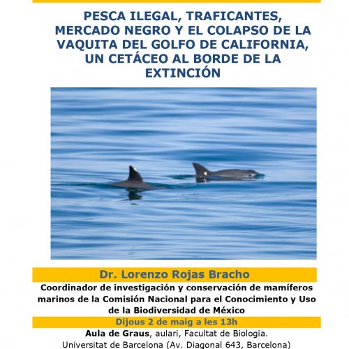 Pesca il·legal, traficants, mercat negre i el col·lapse de la vaquita del golf de califòrnia, un cetaci a punt de l'extinció