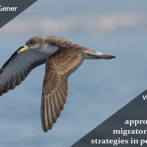 Multi-colony approaches to study migratory and foraging strategies in pelagic seabirds
