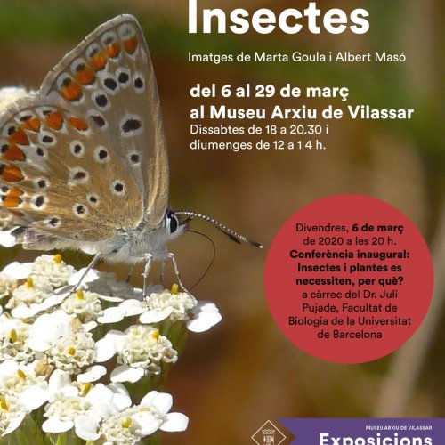 Exposició: Insectes