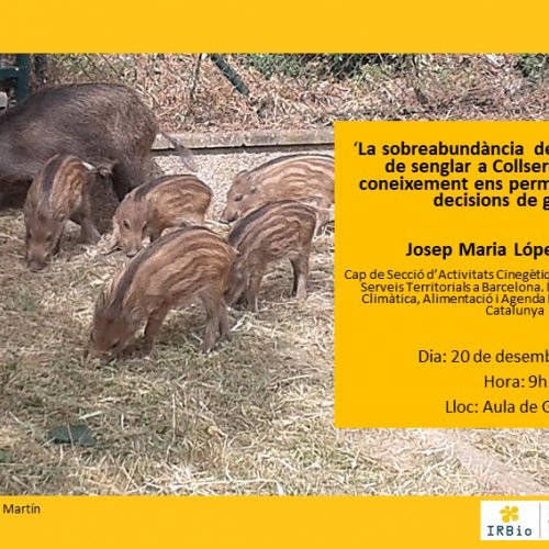 ‘La sobreabundància de les poblacions de senglar a Collserola. Com el coneixement ens permet adaptar les decisions de gestió’