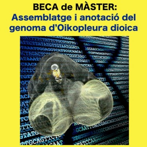 Beca màster +UB _IRBio 2020-2021: Genòmica i Bioinformàtica