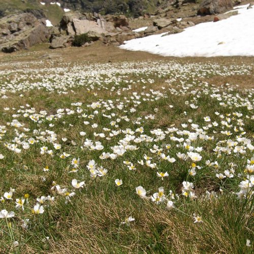 Diversity and ecology of the high mountain Vegetation-UB