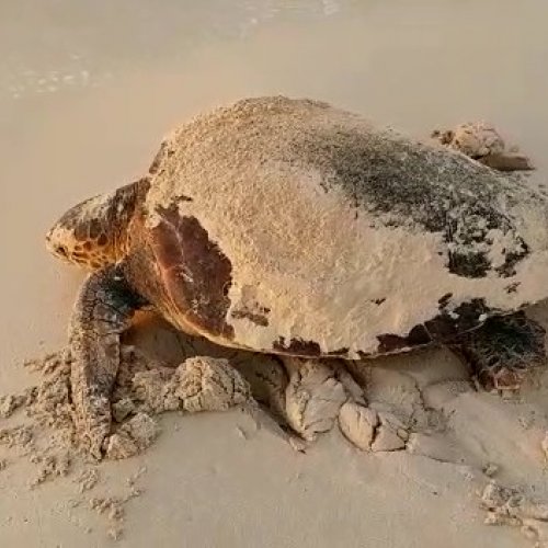 L’ escalfament global facilita la posta de la tortuga babaua a la costa mediterrània