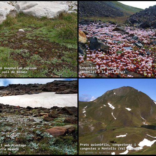 Vegetació al límit: conviure amb la neu a les altes muntanyes del sud d’Europa