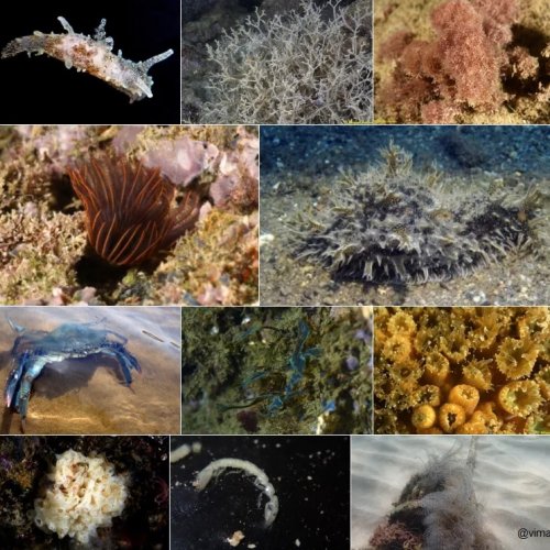 La vida oculta de les ciutats costeres: El cas de la biodiversitat marina a Barcelona