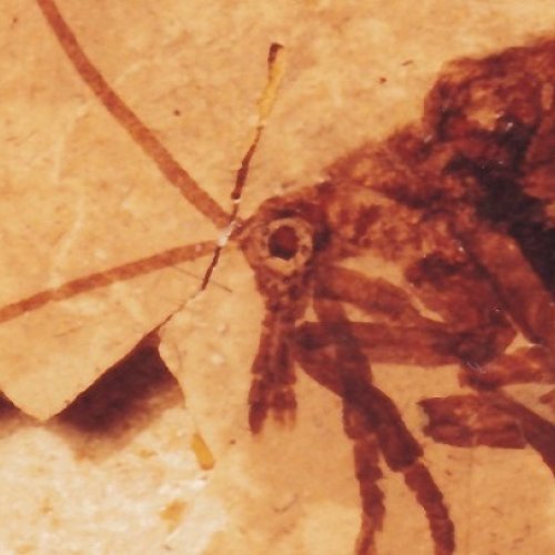 Com es pot reconèixer un insecte pol·linitzador al registre fòssil? 