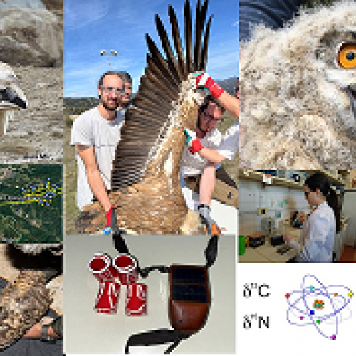 Call for postdoctoral candidates interested in applying for a Marie Curie Individual Fellowship in the field of Conservation Biology of birds of prey